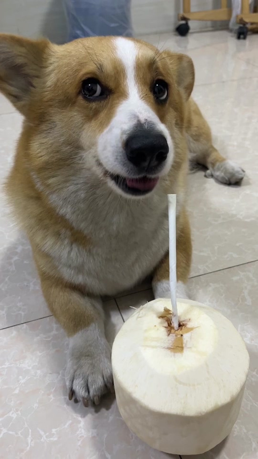 肾衰竭狗狗能喝椰奶吗