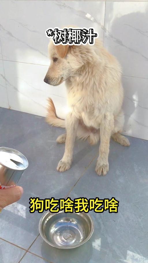 狗狗能喝椰子水吗