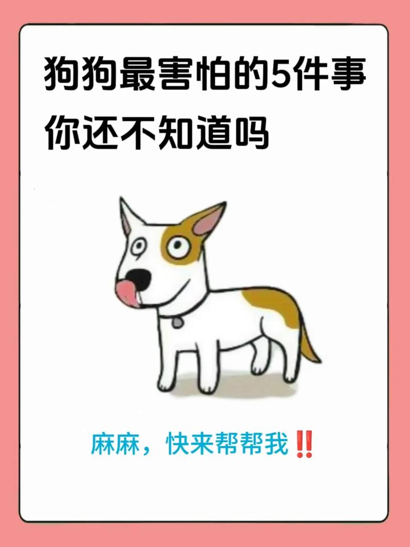两个月的马犬胆子很小一点兴奋度都没有怎么办?