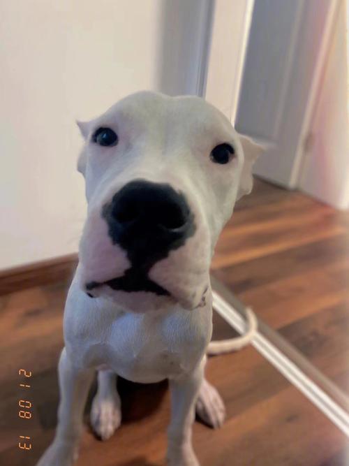 狗狗胆子小怕人怎么办