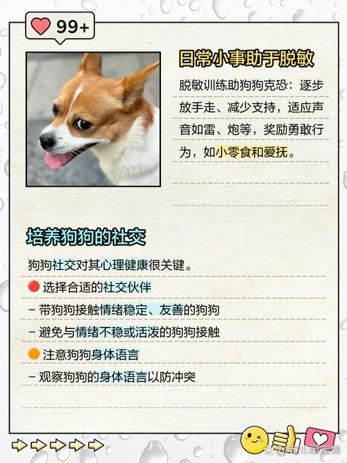 捡来的狗胆子小怕人怎么办