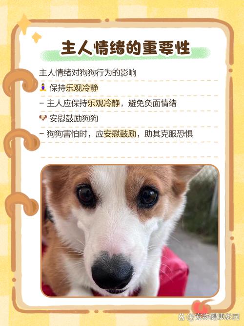 狗狗胆子特小特怕别的狗怎么办