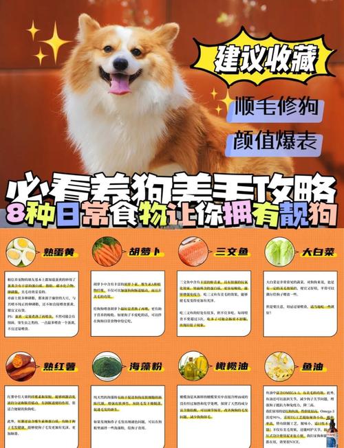 狗狗吃什么毛发亮