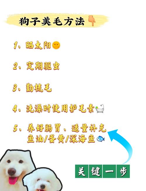 狗毛:吃什么能使狗狗的毛发发亮?