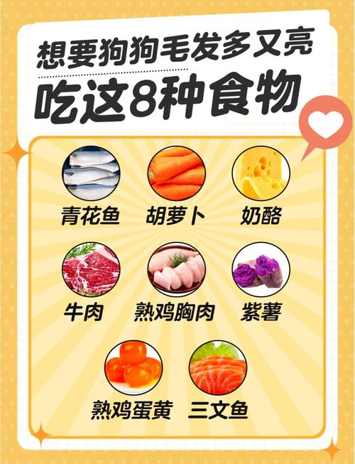 让狗狗犬毛发亮的方法和技巧