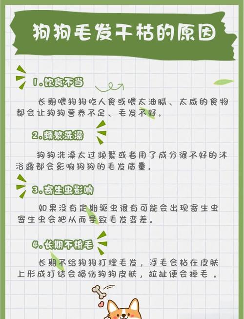 约克夏毛发吃什么发亮