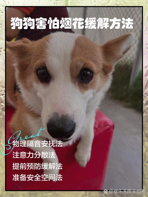 一打雷狗狗就害怕的发抖,我该怎样安抚她呢?