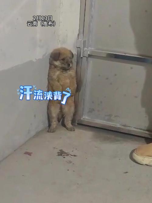 狗怕打雷闪电浑身发抖怎么办?