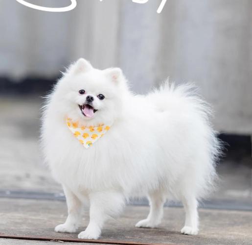 为什么狗狗突然变懒啦