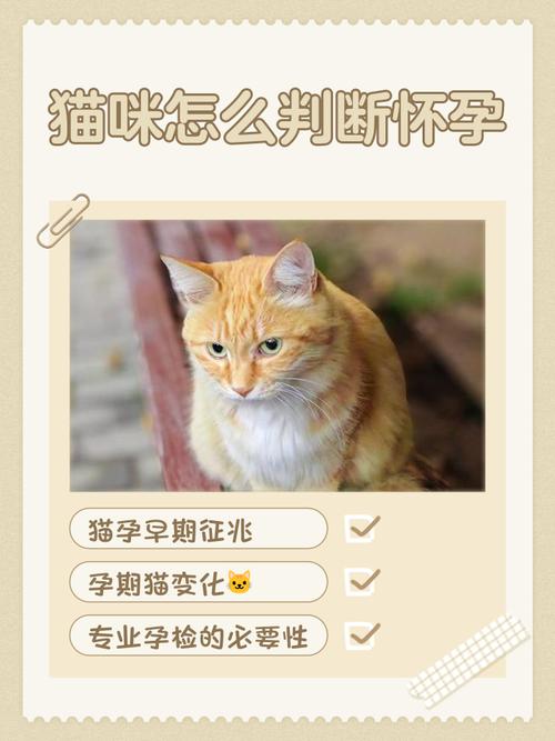 猫咪配种完了怎么分辨有没有怀孕??