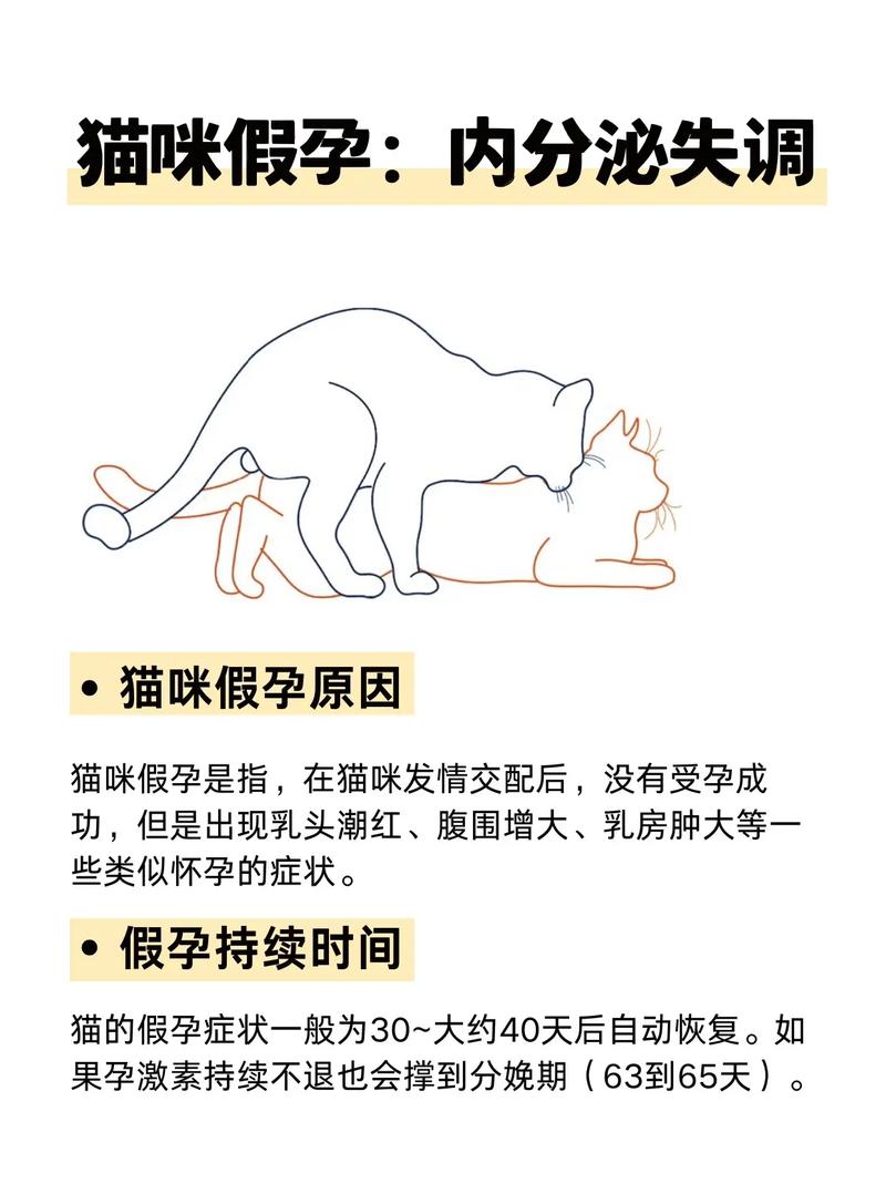母猫怀孕有哪些迹象,怎么确认母猫是否怀孕呢