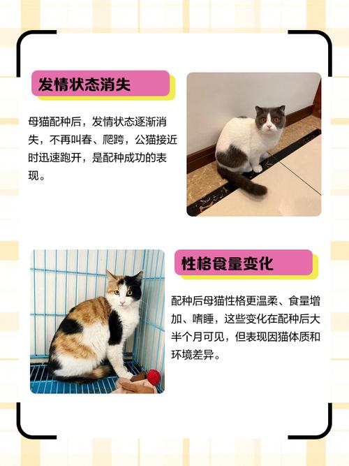 猫咪怎么看出来怀孕了?