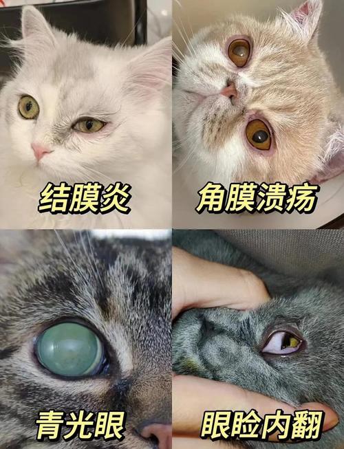 猫咪患了猫藓怎么办?这些处理方法你一定要知道!
