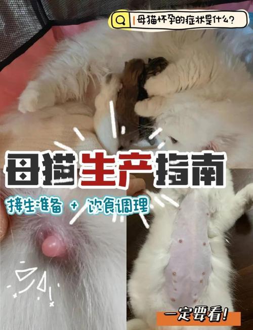 猫交配要几天?