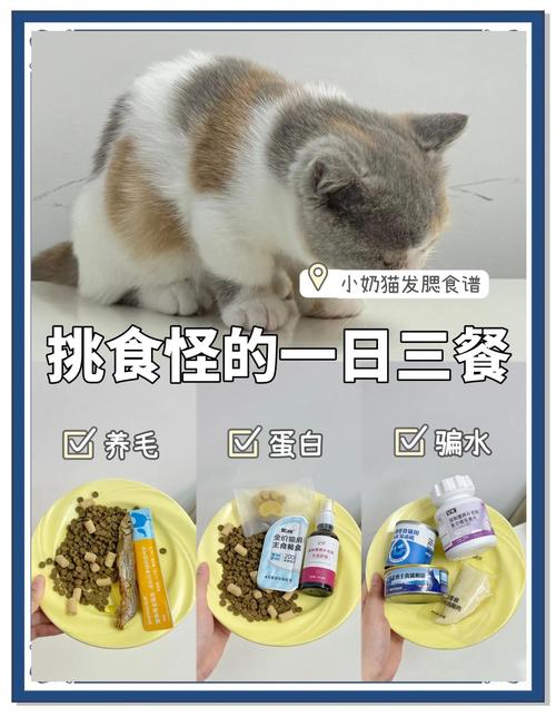 四个月大猫咪一天喂几次?每次喂多少?