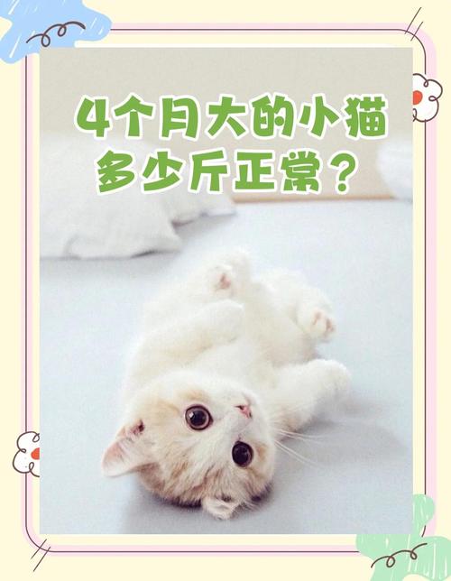 四个月的猫一天吃多少克猫粮