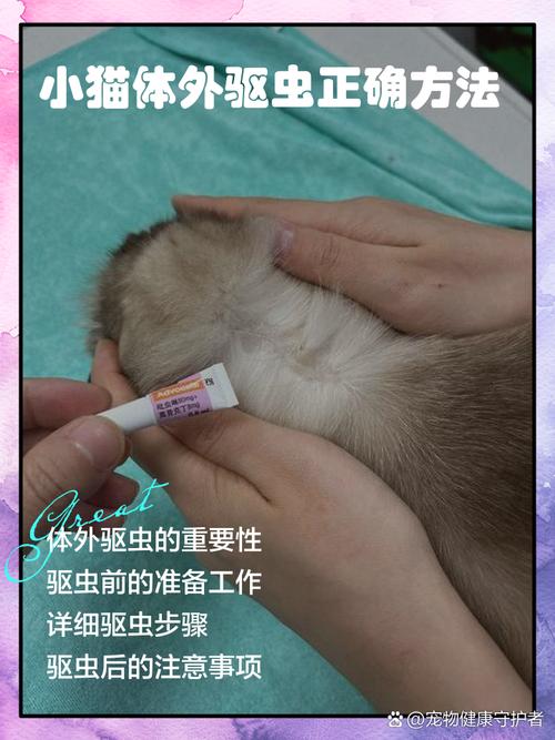 猫咪体外驱虫的正确方法