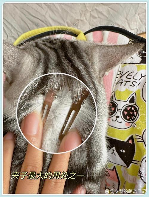 新手怎么给长毛布偶猫咪做体外驱虫?