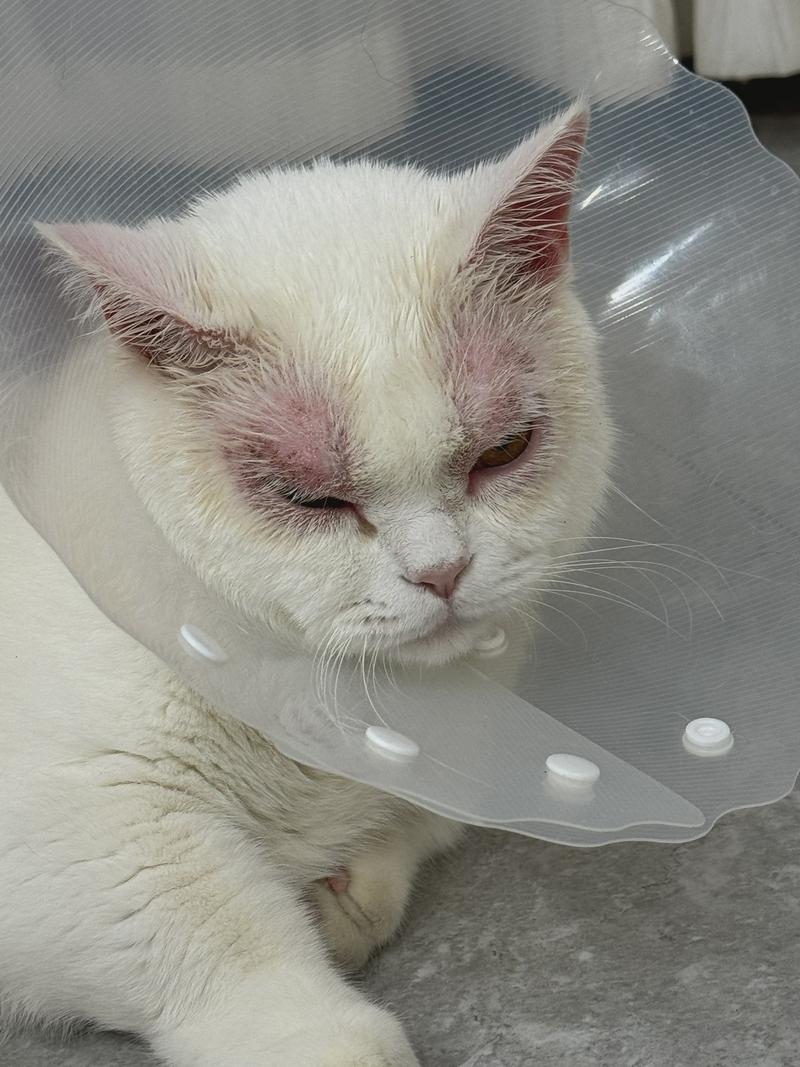 猫猫眼睛肿了怎么办