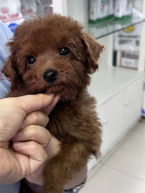 两个月的泰迪可以吃蛋糕吗