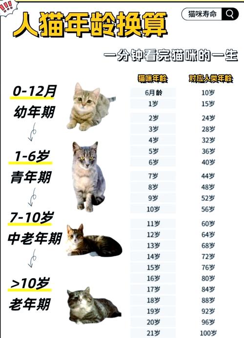 猫咪寿命和计算方法