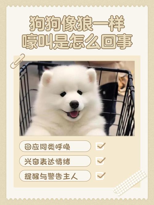 狗狗突然学狼叫预示着什么