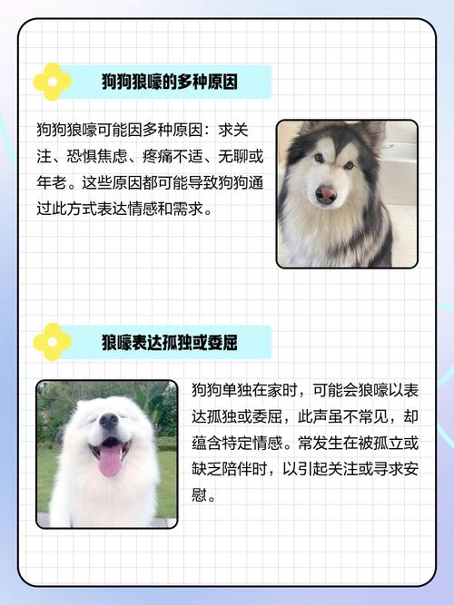 狗狗像狼叫是怎么回事1岁边牧晚上像狼叫是怎么回?