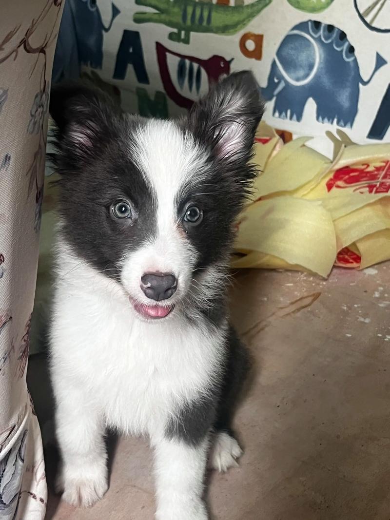 土狗半夜学狼叫,哀嚎,怪吓人的,这是怎么回事?