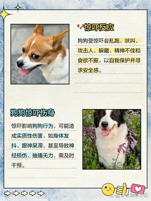 狗狗吓到后有什么症状怎么办