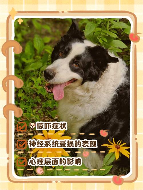 狗狗吓到最明显三个症状