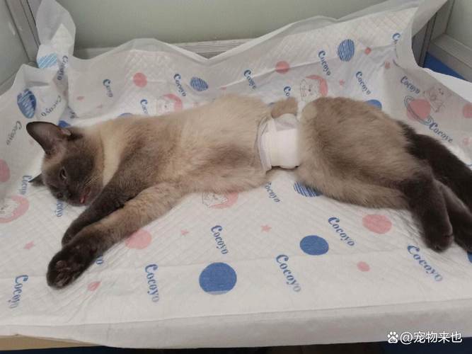 如果一只猫不做绝育,10年后会有什么变化?