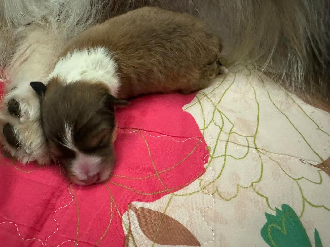 狗只喝了一点点婴儿奶粉,会有什么事儿吗?