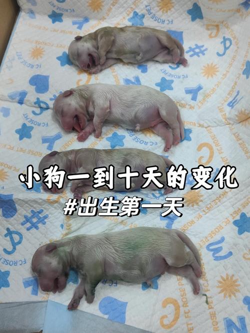 刚出生十几天的小狗能吃什么