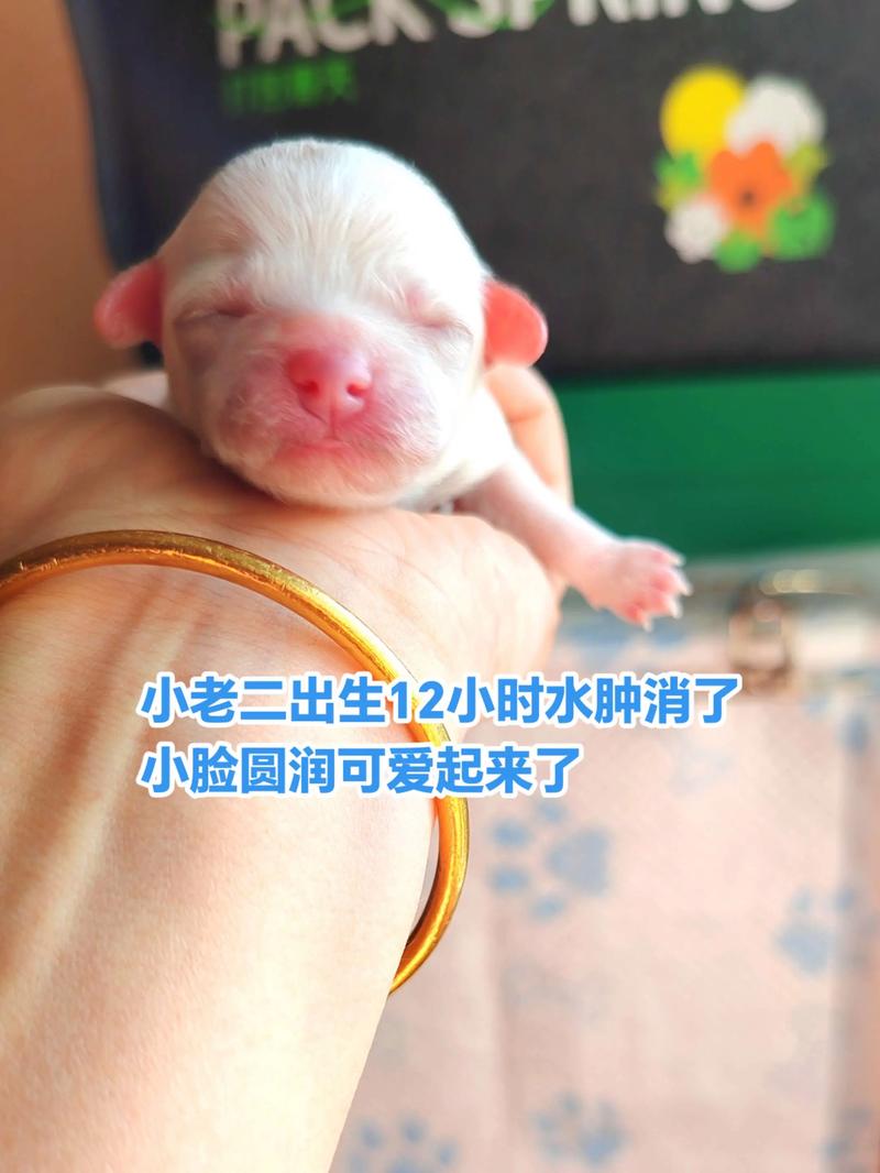 一个星期的小狗吃什么