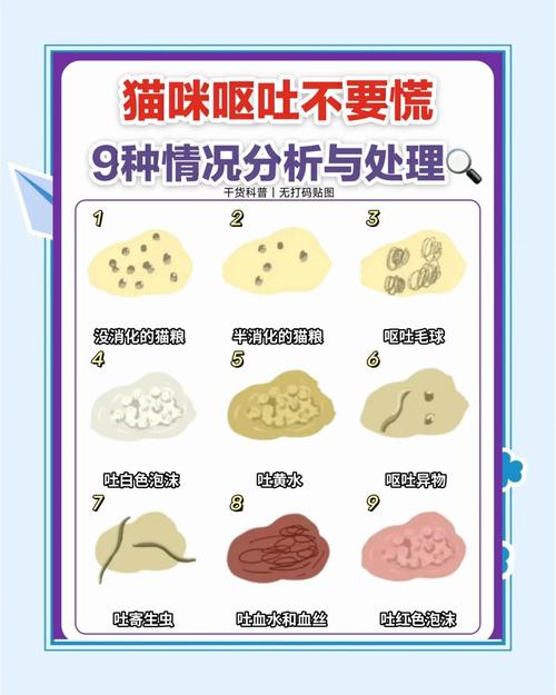 猫咪吐猫粮怎么回事