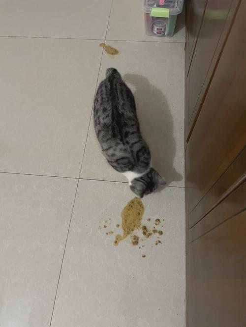 猫吐猫粮是什么原因