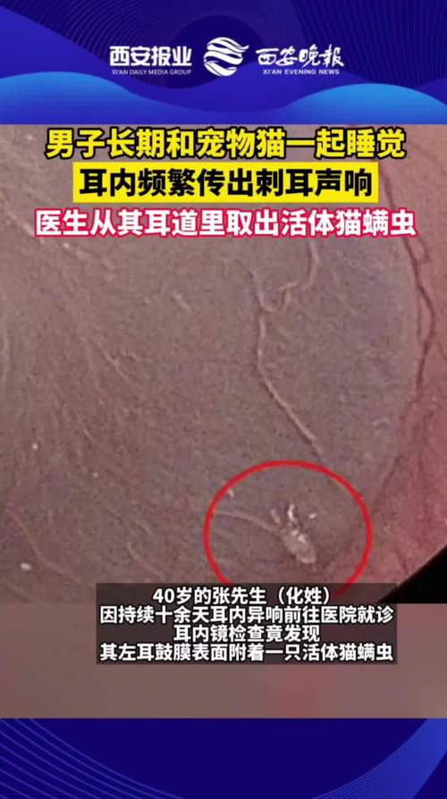 猫得了耳螨会传染其他猫吗