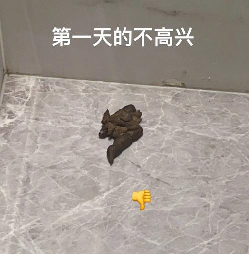 猫突然开始乱拉屎