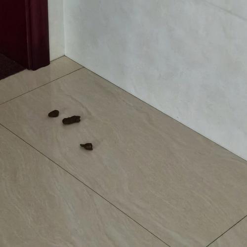 猫突然故意乱拉屎