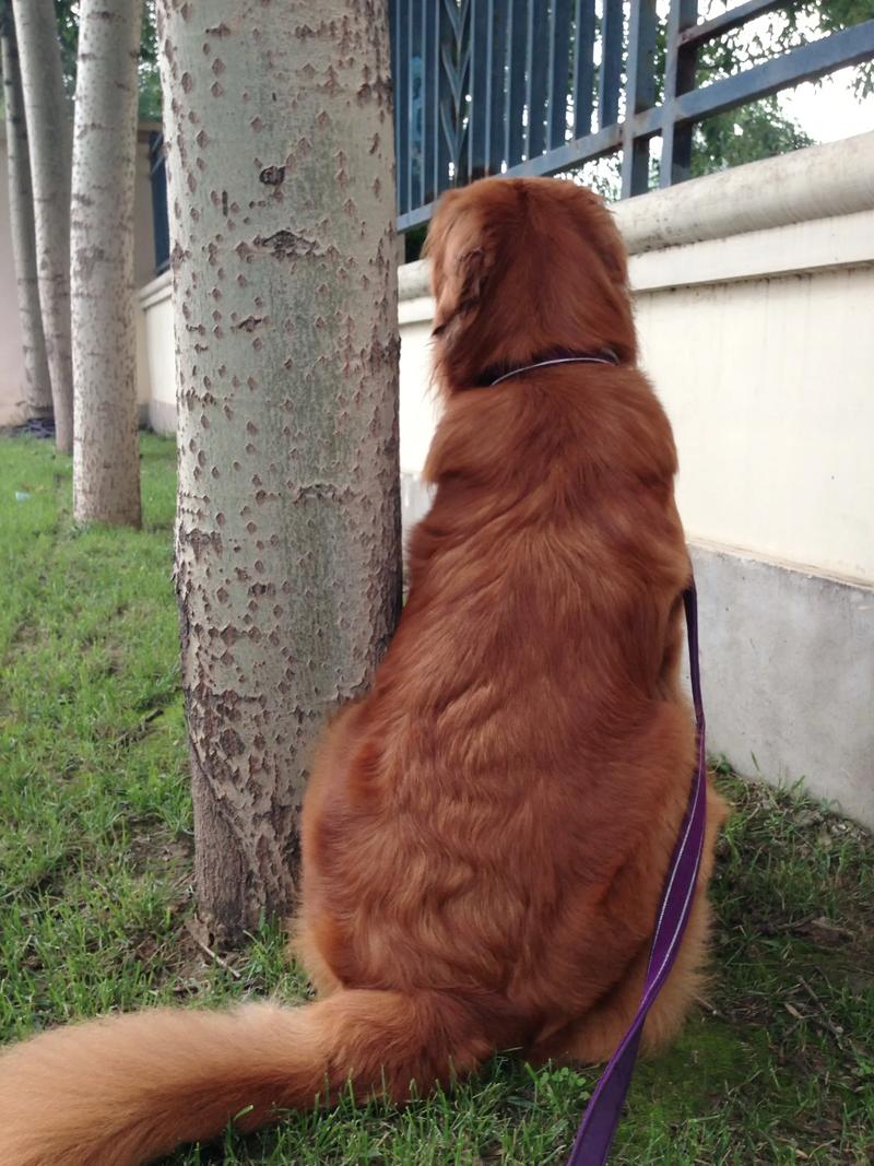 小狗背上的毛好少是什么原因