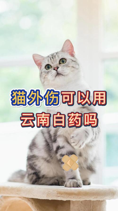 云南白药治猫瘟怎么治