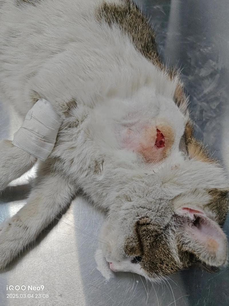 猫咪伤口化脓了
