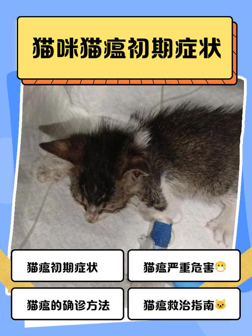 急!急!急!我家的猫得了猫瘟。!