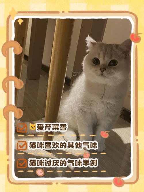 猫咪闻到芹菜很兴奋