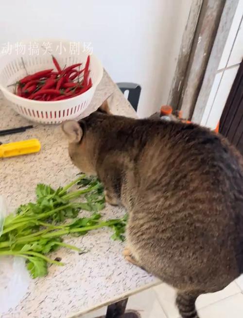 猫咪爱吃芹菜的原因有哪些?