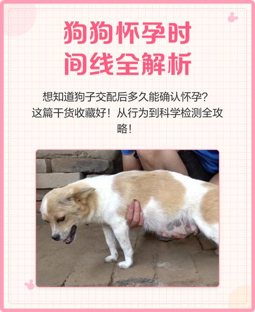 狗交配十五天怎么就知道怀孕没