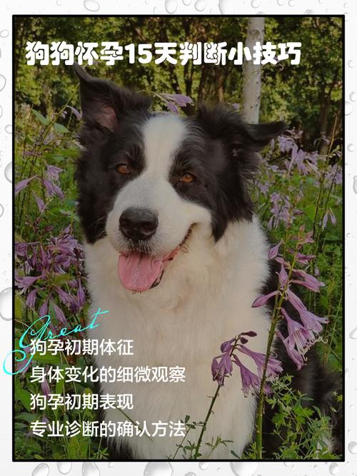 判断狗狗是否怀孕的几种方法