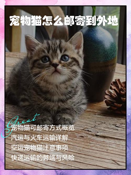 宠物猫怎么寄回家