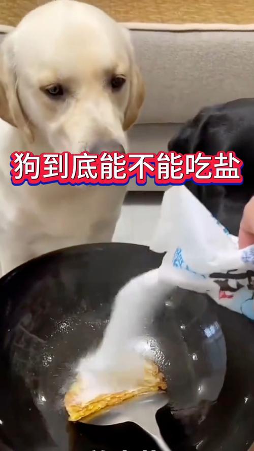 狗狗能喝生理盐水