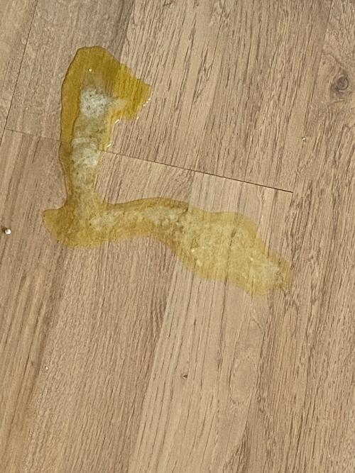 我家的猫猫不拉屎,从嘴巴里吐跟粑粑一样的东西